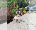 Small #2 Shih Apso