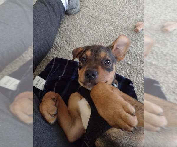 Medium Photo #6 Rottweiler-Unknown Mix Puppy For Sale in Rustburg, VA, USA