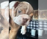 Small #14 Bulldog