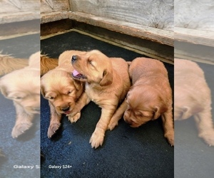 Golden Retriever Puppy for sale in LEON, KS, USA