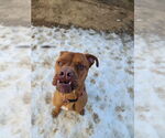 Small #3 Labrador Retriever Mix