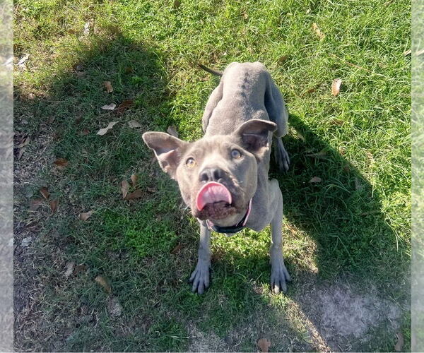Medium Photo #4 Blue Lacy Puppy For Sale in Houston, TX, USA