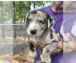 Small Australian Shepherd Mix