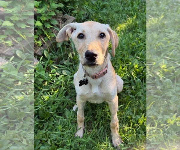 Medium Photo #1 Labrador Retriever-Unknown Mix Puppy For Sale in Germantown, OH, USA