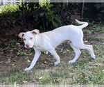 Small #2 Labrador Retriever Mix