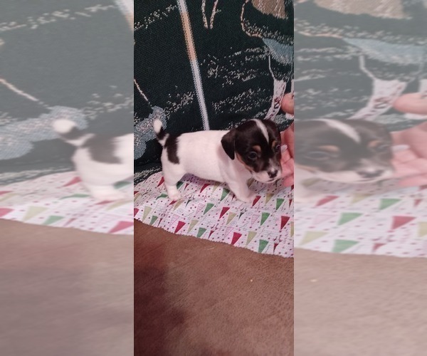 Medium Photo #7 Jack Russell Terrier Puppy For Sale in TOMS RIVER, NJ, USA