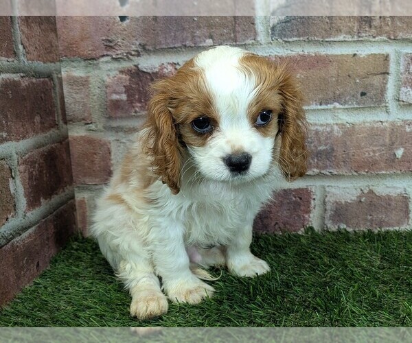 Medium Photo #3 Cavalier King Charles Spaniel Puppy For Sale in MOBERLY, MO, USA