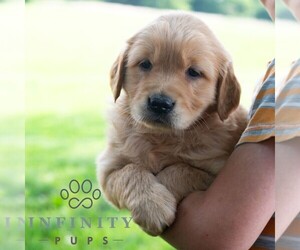 Golden Retriever Puppy for sale in NEWPORT, PA, USA