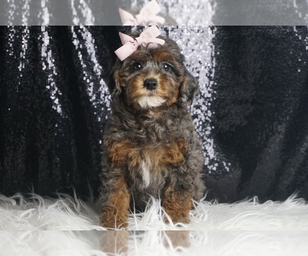 Medium Photo #3 Poodle (Toy) Puppy For Sale in WARSAW, IN, USA