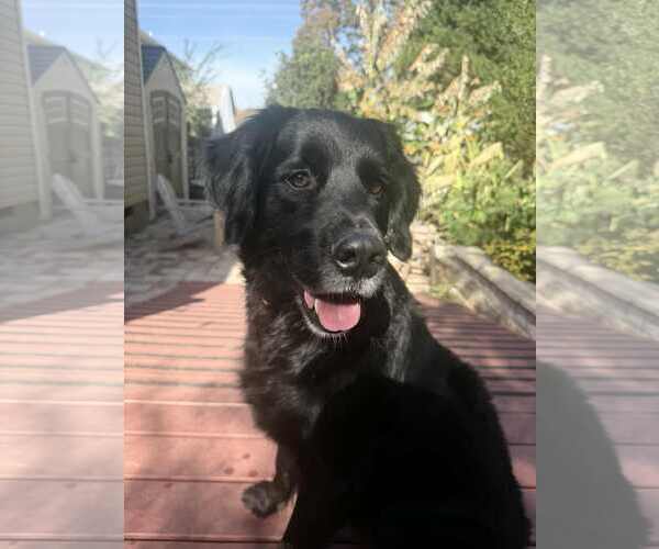 Medium Photo #6 Bernese Mountain Dog-Retriever  Mix Puppy For Sale in Arlington, VA, USA