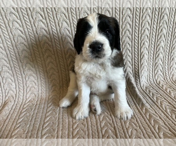 Medium Photo #1 Saint Berdoodle Puppy For Sale in ELK RIVER, MN, USA