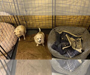 Chihuahua-Unknown Mix Dogs for adoption in Jackson Township, NJ, USA