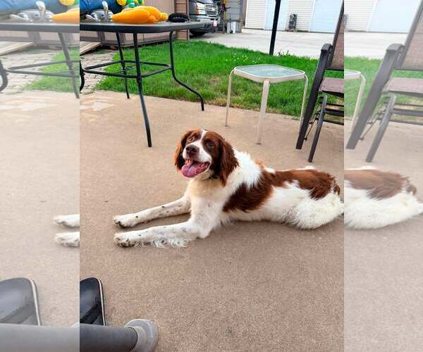 Medium Photo #1 Brittany Puppy For Sale in Curwensville, PA, USA