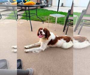 Brittany Dogs for adoption in Curwensville, PA, USA