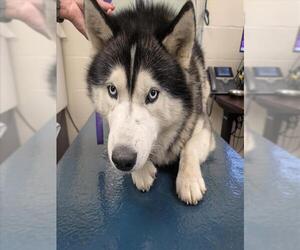 Siberian Husky-Unknown Mix Dogs for adoption in Mobile, AL, USA