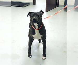 Mutt Dogs for adoption in Fayetteville, NC, USA