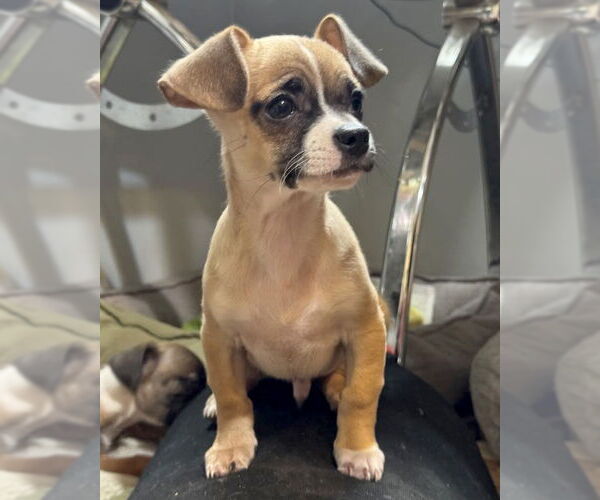 Medium Photo #3 Chug Puppy For Sale in Corona, CA, USA