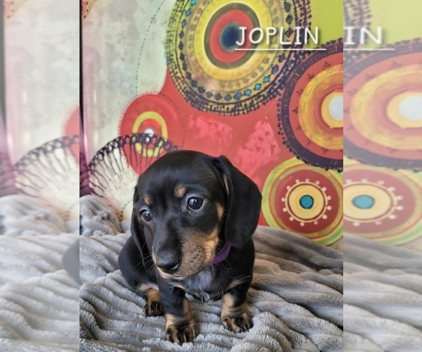 Medium Photo #22 Dachshund Puppy For Sale in THORNTON, CO, USA