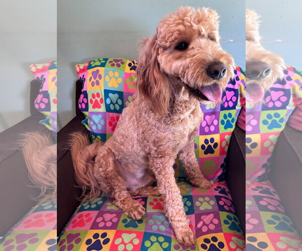 Medium Photo #5 Goldendoodle Puppy For Sale in Pacolet, SC, USA