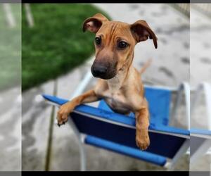 Chihuahua-Unknown Mix Dogs for adoption in Kingston, NY, USA