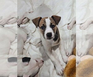 Labrador Retriever-Unknown Mix Dogs for adoption in Rockaway, NJ, USA