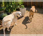 Small #3 Labrador Retriever