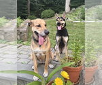 Small #21 Australian Kelpie-German Shepherd Dog Mix