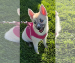 Small #108 Pomsky