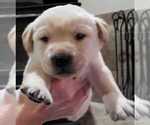 Small Photo #7 Labrador Retriever Puppy For Sale in OLYMPIA, WA, USA