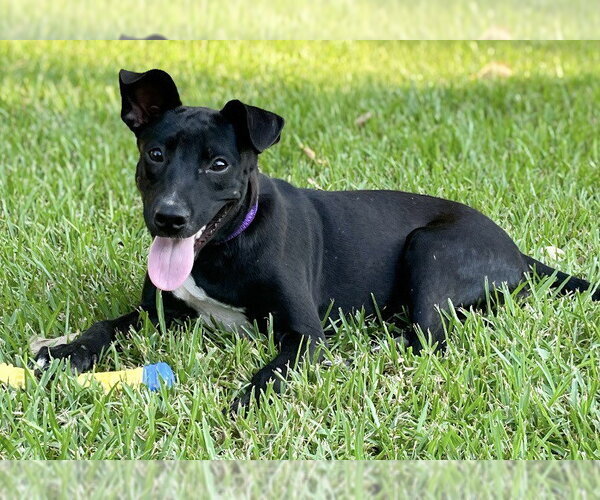 Medium Photo #1 Borador Puppy For Sale in Southbury, CT, USA
