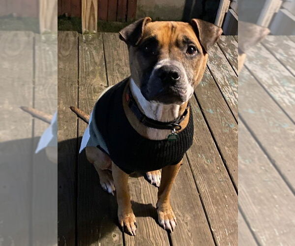 Medium Photo #3 Boxer-Unknown Mix Puppy For Sale in Springdale, PA, USA