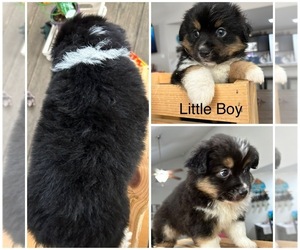 Miniature Australian Shepherd Puppy for sale in KLEIN, TX, USA