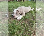 Small #22 Olde English Bulldogge