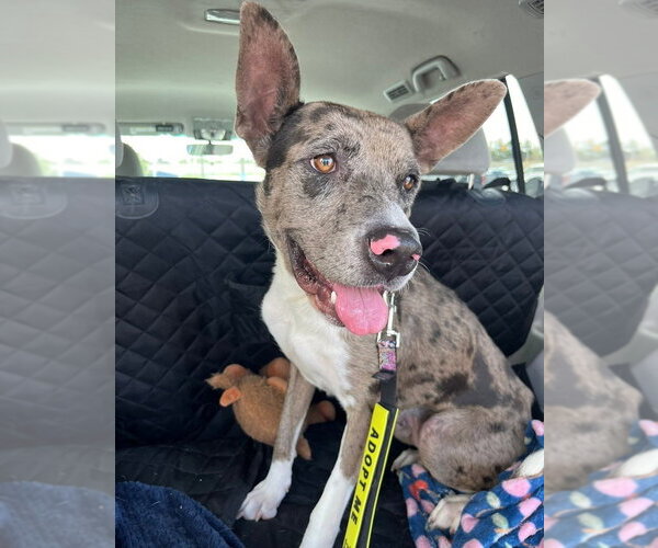 Medium Photo #4 Catahoula Leopard Dog-Unknown Mix Puppy For Sale in Lakewood, CO, USA