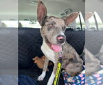 Small #3 Catahoula Leopard Dog Mix