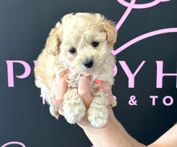 Medium Photo #3 Maltipoo Puppy For Sale in LAS VEGAS, NV, USA