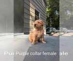 Small Photo #17 Golden Retriever Puppy For Sale in RAEFORD, NC, USA