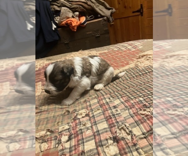 Medium Photo #18 Maltipoo-Schnauzer (Miniature) Mix Puppy For Sale in ROSELAND, VA, USA