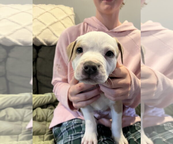 Medium Photo #3 Mutt Puppy For Sale in Rockaway, NJ, USA