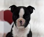 Small Photo #2 Boston Terrier Puppy For Sale in RICHFIELD, PA, USA