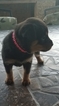 Small Photo #3 Rottweiler Puppy For Sale in RANCHO CORDOVA, CA, USA