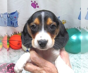 Beagle Puppy for sale in RATTAN, OK, USA