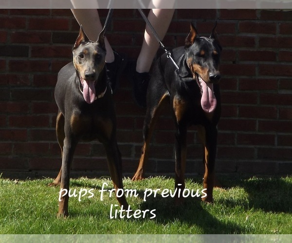 Medium Photo #1 Doberman Pinscher Puppy For Sale in ELIZABETHTOWN, IL, USA