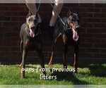 Small Photo #1 Doberman Pinscher Puppy For Sale in ELIZABETHTOWN, IL, USA