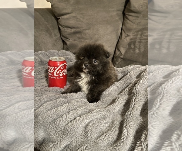 Medium Photo #7 Pomeranian Puppy For Sale in BAKERSFIELD, CA, USA