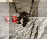 Small #6 Pomeranian