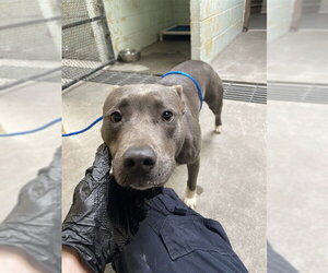 Mutt Dogs for adoption in Stockton, CA, USA