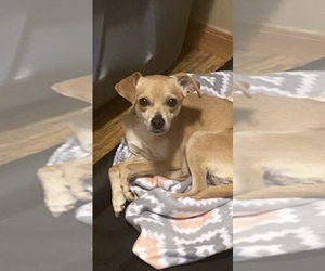 Chorkie Dog for Adoption in LAKE GENEVA, Wisconsin USA