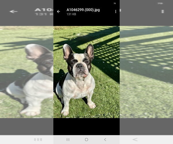 Medium Photo #3 French Bulldog Puppy For Sale in Brights Grove, Ontario, Canada