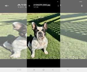 Ellie - Female French Bulldog Dog for Adoption - Photo #3